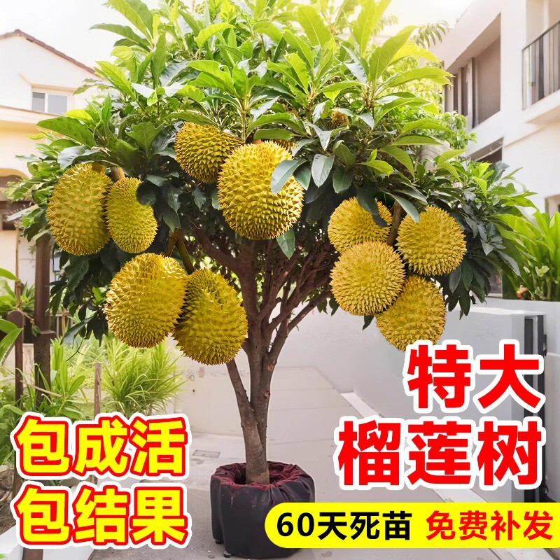 猫山王榴莲树果苗南北方种植金枕图片