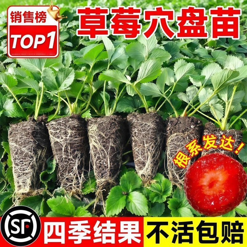 奶油草莓苗秧四季结果草莓盆栽大果种植新苗穴盘苗果树室内绿植物