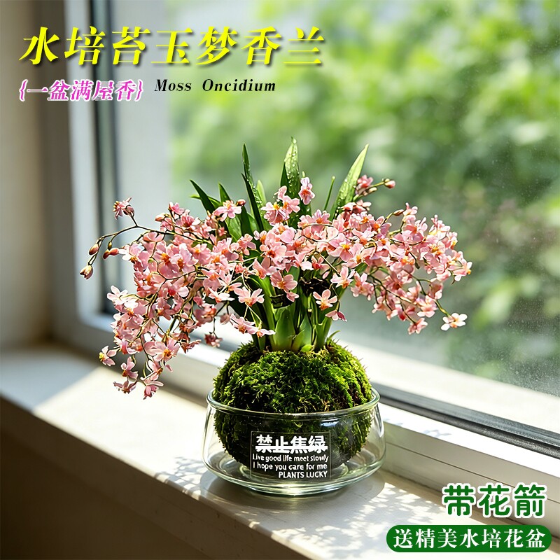 香水梦香文心兰带花苞盆栽梦香兰年宵花卉绿植物水培室内好养浓香