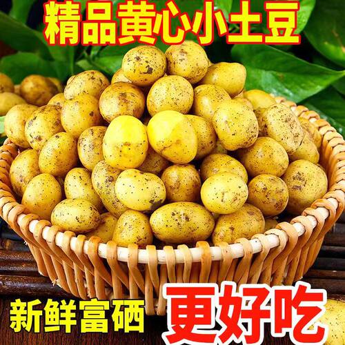 正宗恩施小土豆高山迷你土豆湖北黄心土豆黄皮洋芋马铃薯力荐9斤