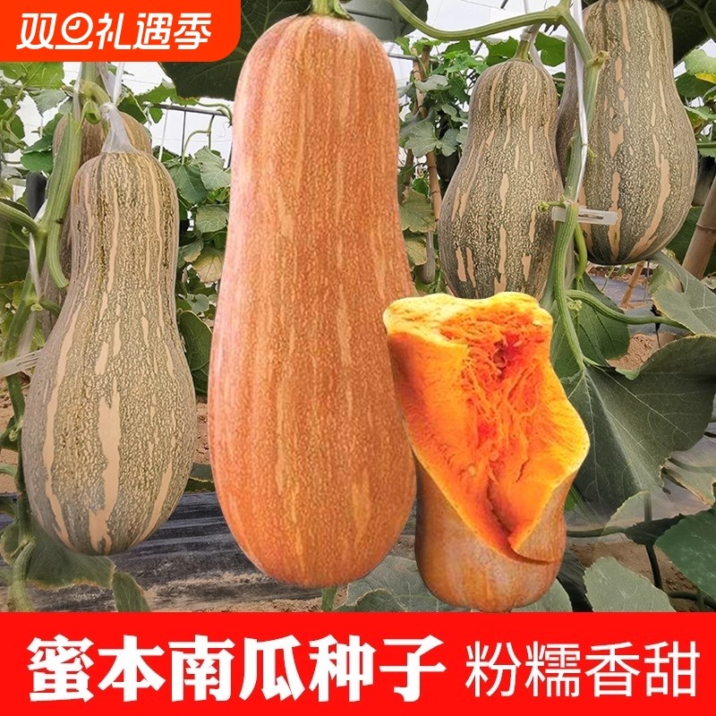 蜜本南瓜种子细春夏秋四季蔬菜种籽大果早栗长密本种孑种植当季