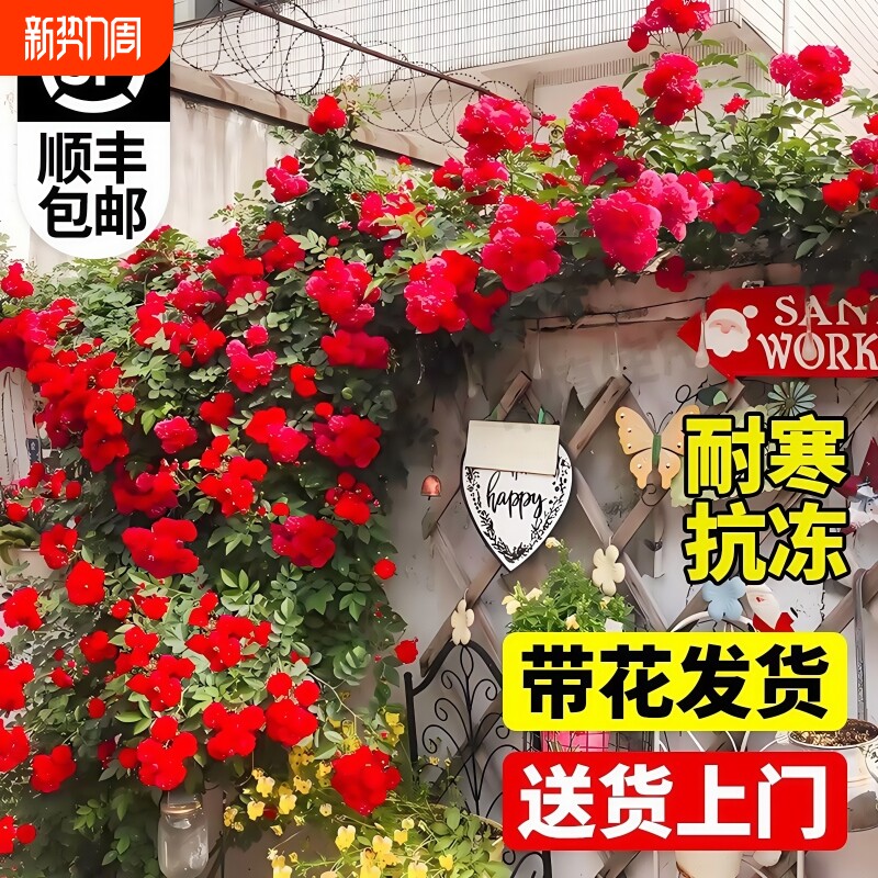 红木香四季开花苗爬藤植物甜蜜黄木香花庭院阳台无刺蔷薇盆栽花卉