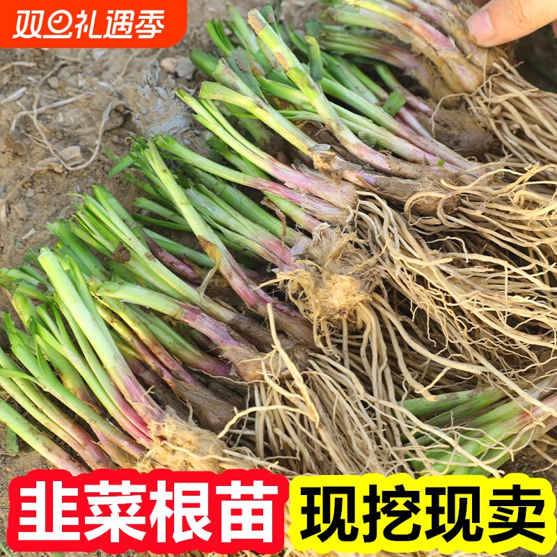韭菜根苗紫根秋冬宽叶带土现挖室内阳台盆栽大叶红根韭菜苗好养活