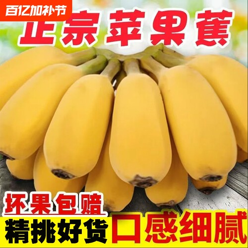 香蕉正宗广西苹果蕉新鲜当季水果芭蕉皇帝蕉自然熟孕妇水果大果