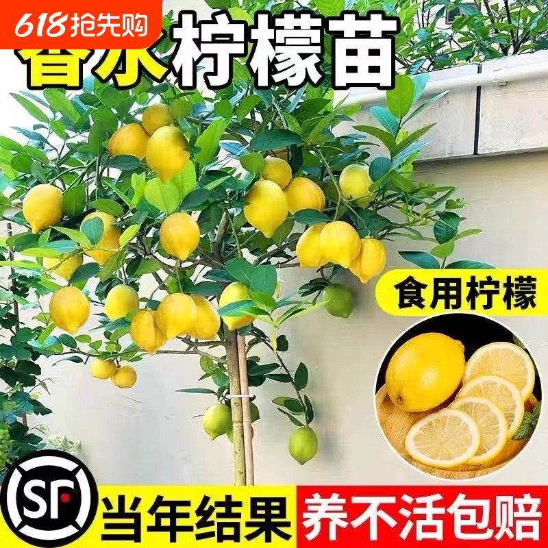 香水柠檬树苗盆栽带果室内室外结果无籽四季柠檬苗食用柠檬树果苗