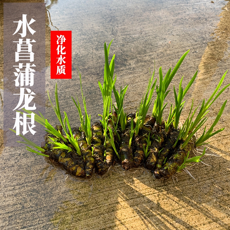 水菖蒲龙根臭菖蒲沼泽过滤水培水草造景净化挺水植物绿植养鱼养龟