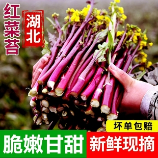 湖北红菜苔新鲜农家打霜紫菜苔现摘洪山菜苔产地直销红菜心油菜苔
