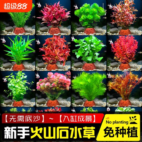 火山石水草植物鱼缸造景水培真草