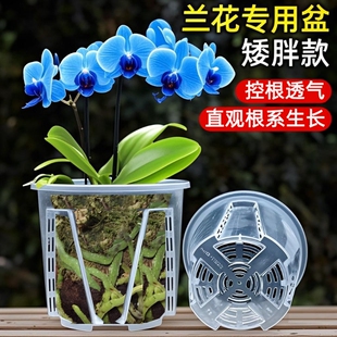 新款透明圆形矮胖盆花盆蝴蝶兰花石斛多肉叶插硬塑观根透气花盆