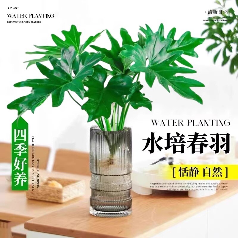 水培春羽盆栽室内客厅花卉水养富贵竹大叶绿萝好养春雨绿植物摆放