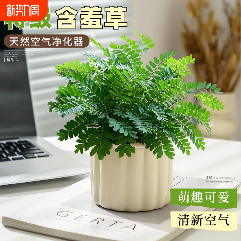 含羞草盆栽室内客厅办公桌可爱小绿植害羞草四季好养花卉水培精品