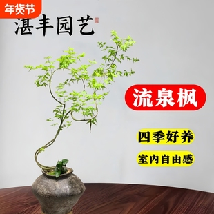 黄金流泉枫树苗盆栽造型绿植室内大型禄植阳台好养活易活四季常青