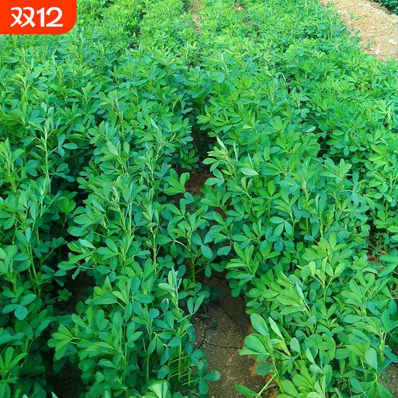 进口紫花苜蓿草种籽多年生四季养殖牧草种子喂鱼鸡鸭鹅牛羊草籽种