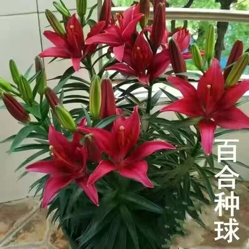 四季花香百合种球带芽瓣多头耐寒四季盆栽室外花卉绿植
