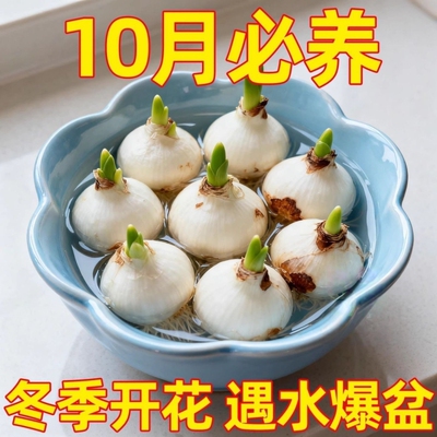 【好划算啊】水仙花水培四季种植盆栽耐寒植物室内易养活花卉绿植