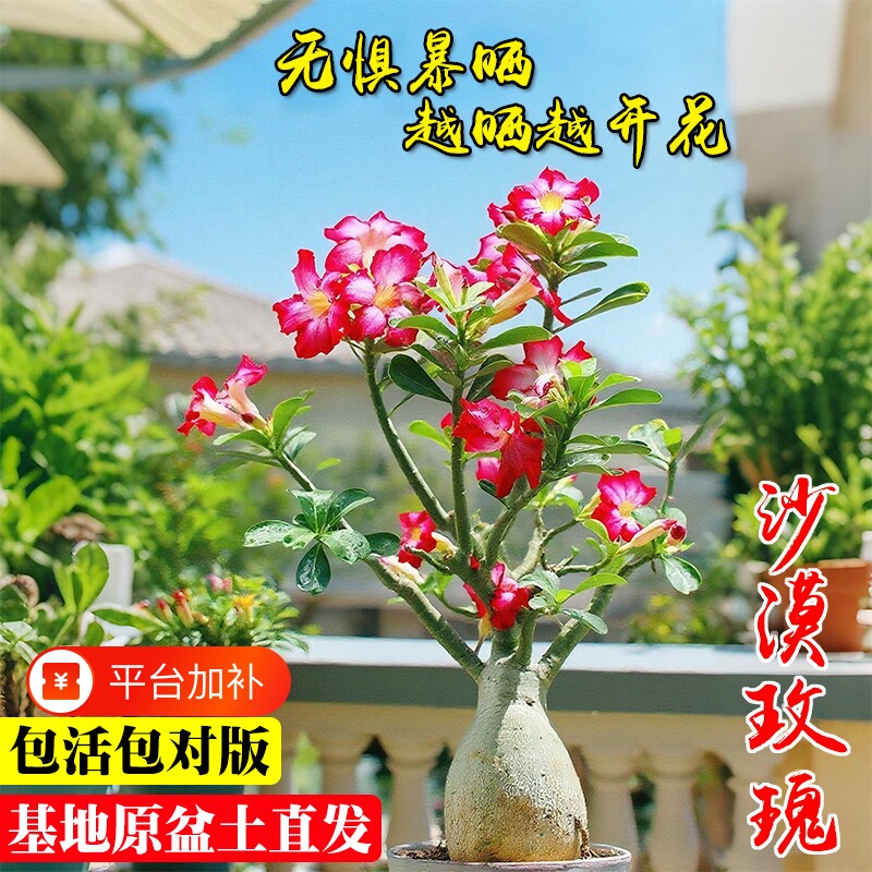 沙漠玫瑰盆栽重瓣夏带花苞阳台好养耐旱盆景植物花卉开花老桩小苗