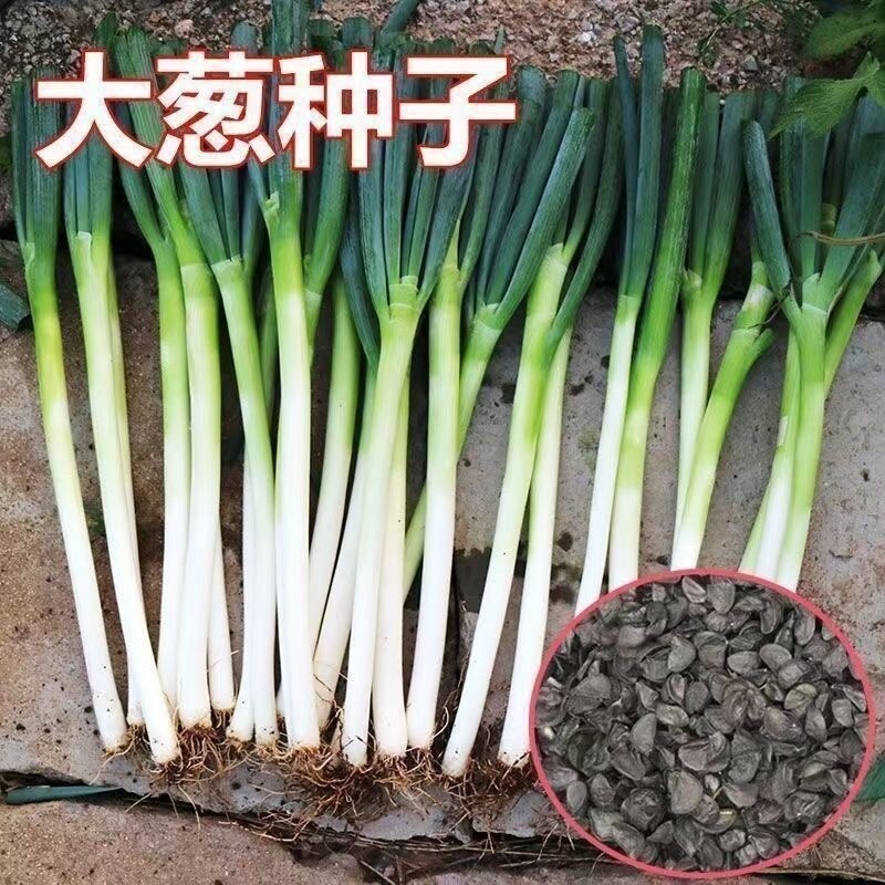 章丘铁杆大葱种子耐寒耐旱高产东北大葱种籽四季春秋播种山东大葱