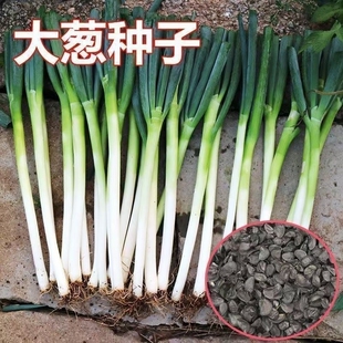 章丘铁杆大葱种子耐寒耐旱高产东北大葱种籽四季春秋播种山东大葱