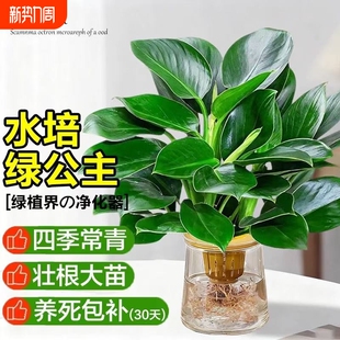 金钻盆栽水培大叶绿公主植物室内绿植桌面富贵竹好养绿萝客厅阳台