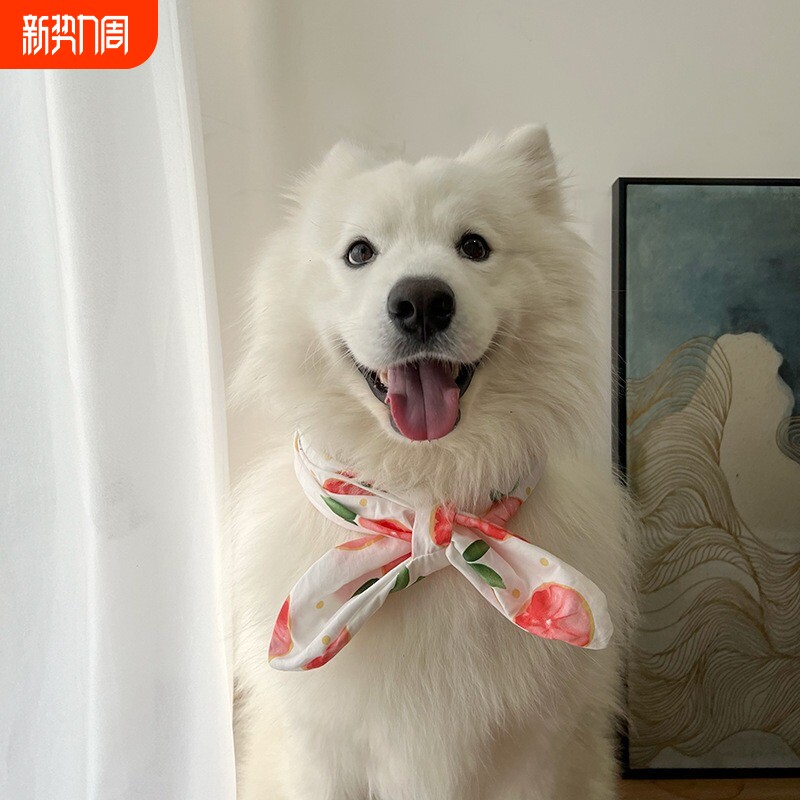 宠物格子围脖蝴蝶结项圈蕾丝装饰狗狗猫咪口水巾领结拍照装饰配饰