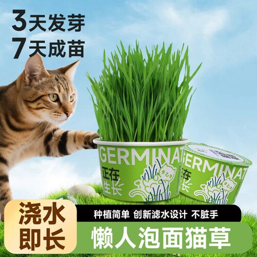 猫草小麦懒人泡面滤水设计
