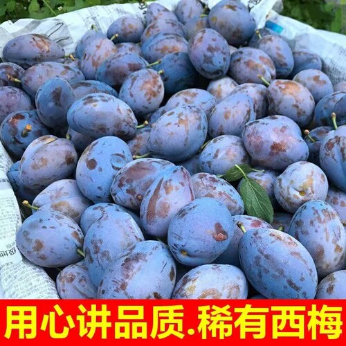 西梅新鲜水果批发应季当季高山大西梅鲜果李子孕妇宝宝一整箱