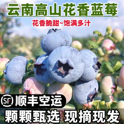 云南新鲜蓝莓当季时令水果