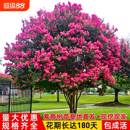 红紫薇树苗庭院花卉大苗植物