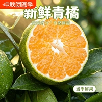 【已验货】宜昌青皮蜜桔5斤60mm