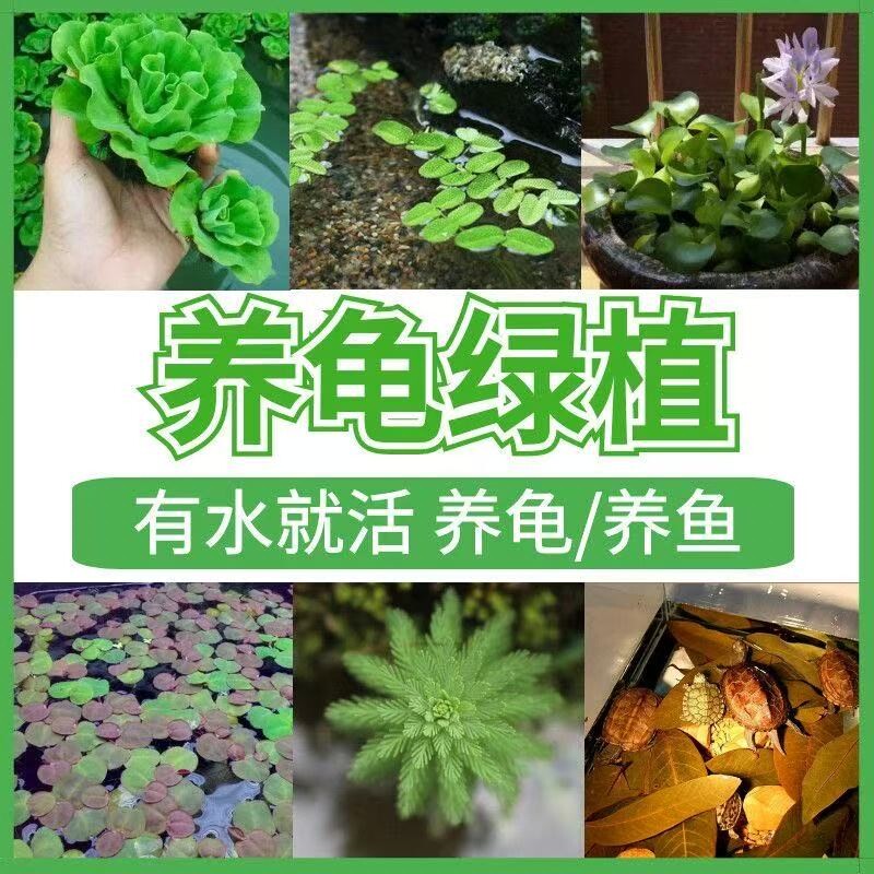龟缸增氧净化水质浮萍水草打造古法生态缸躲避造景水芙蓉定植套餐