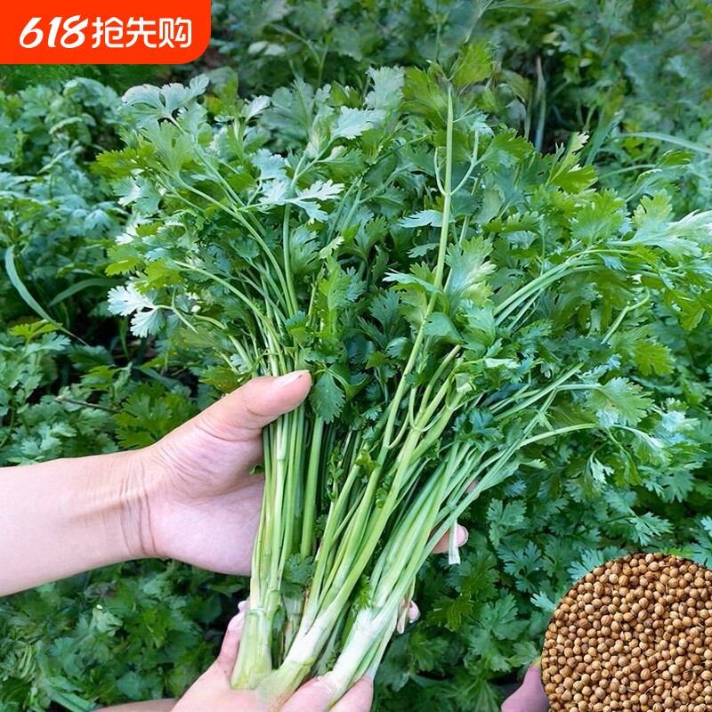香菜种子速生耐寒耐热老品种小叶香菜种籽芫荽种孑多季种植蔬菜籽