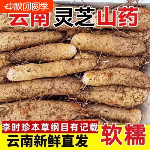 正宗云南灵芝山药新鲜软糯蔬菜大根秤砣山药非淮山小白嘴铁棍山药
