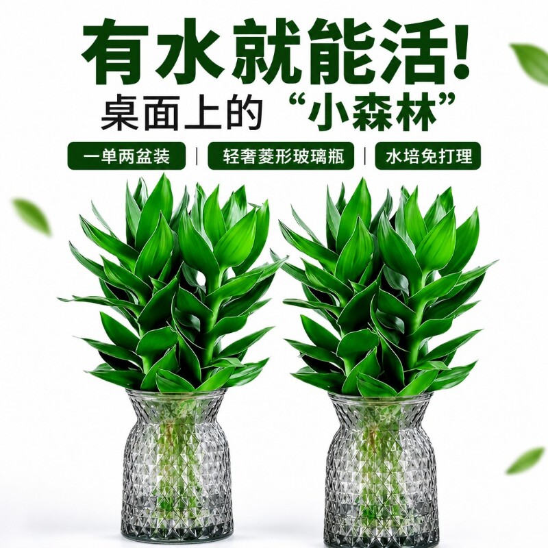 富贵竹水培植物客厅招财节节高水养超大号盆栽粗杆室内好养绿植物