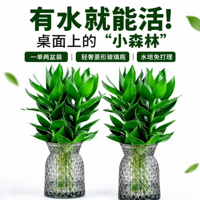 富贵竹水培植物客厅招财节节高水养超大号盆栽粗杆室内好养绿植物