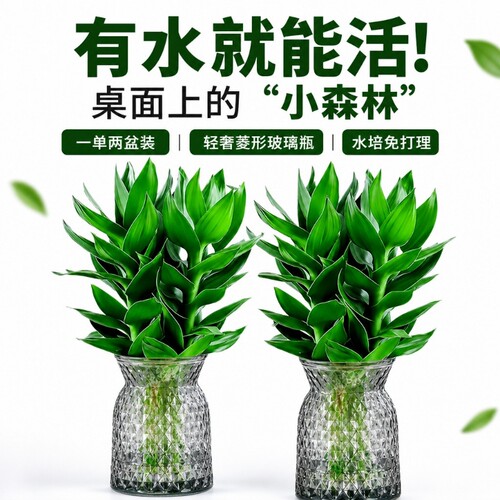 富贵竹水培植物客厅招财节节高水养超大号盆栽粗杆室内好养绿植物