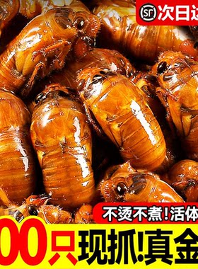 野生金蝉知了猴冷冻预制菜