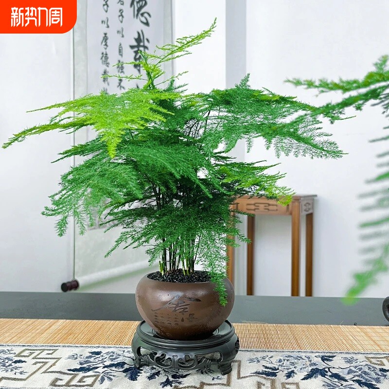 文竹创意舍得盆绿纱盆桌面小盆景办公室茶桌绿植盆栽中式禅意风