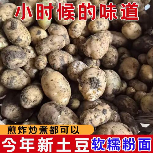 恩施小土豆现挖高山新鲜