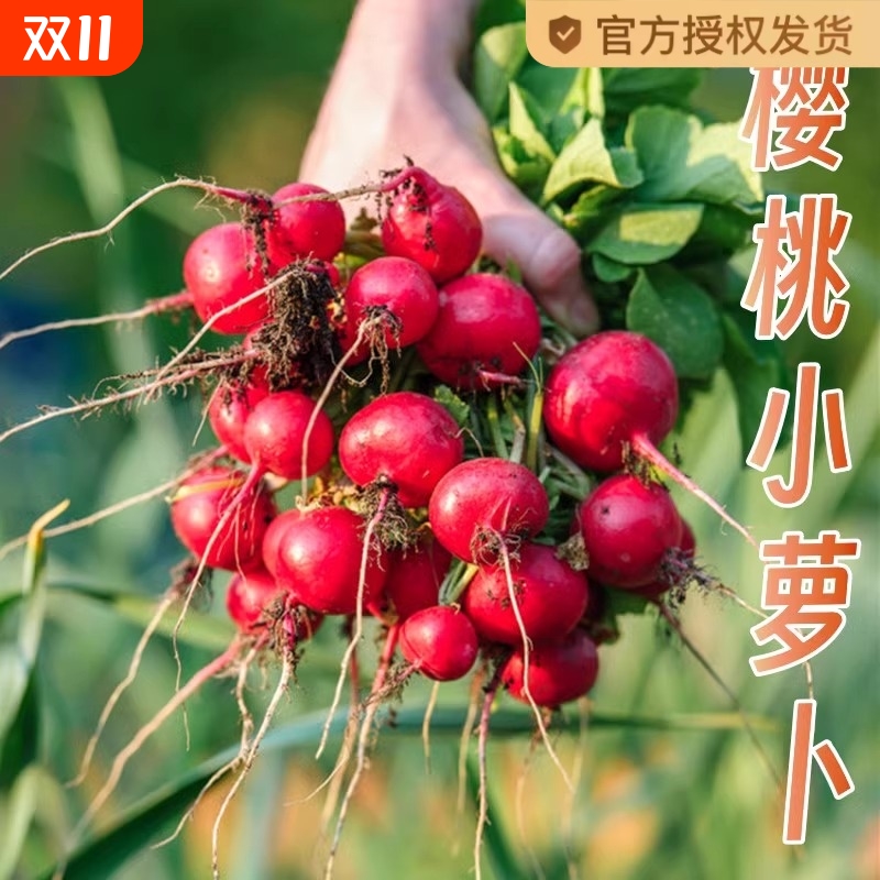 樱桃萝卜种子种籽水果大全阳台四季盆栽菜种孑红菜籽蔬菜子蔬菜种