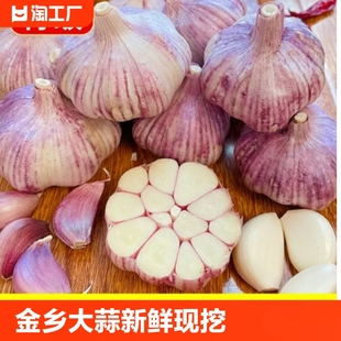 蔬菜批发紫皮特大5斤 金乡大蒜新鲜现挖大蒜头5斤装 蒜籽2024当季