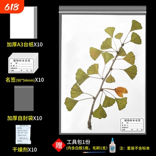 标本台纸腊叶植物标本夹中药普查专用40*30cm国家标准款a4A3卡纸树叶标本制作不干胶标本名标签塑自封袋