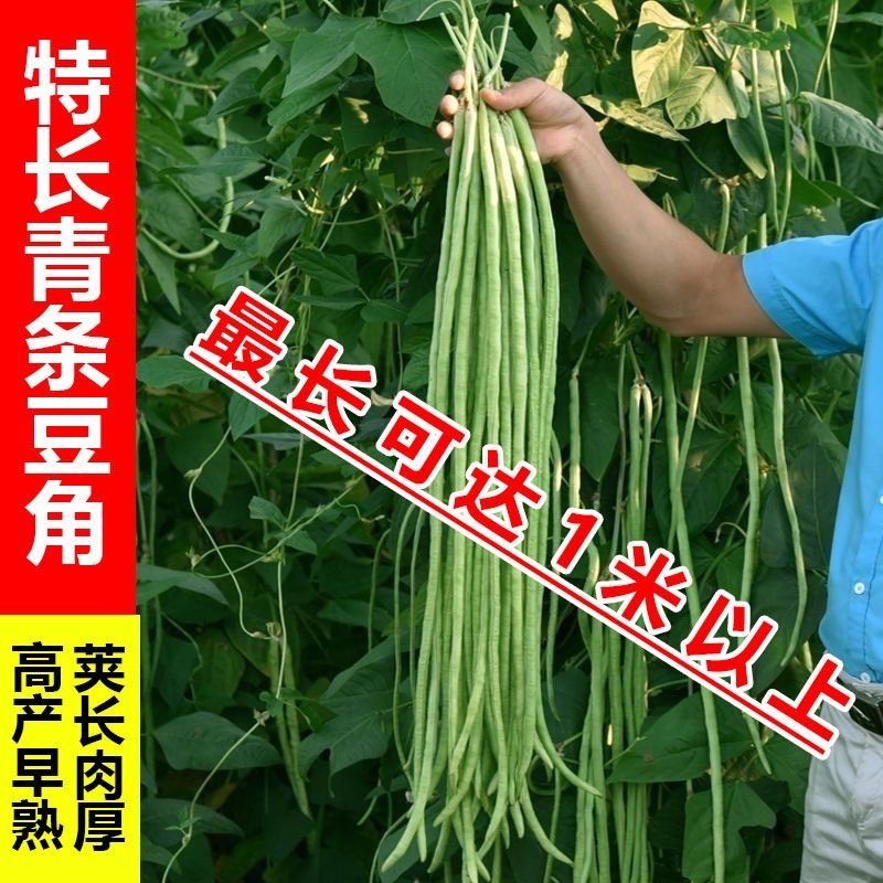 摘不败特长豇豆角种子高产绿先锋长豆角绿豇豆角种子春季蔬菜种子