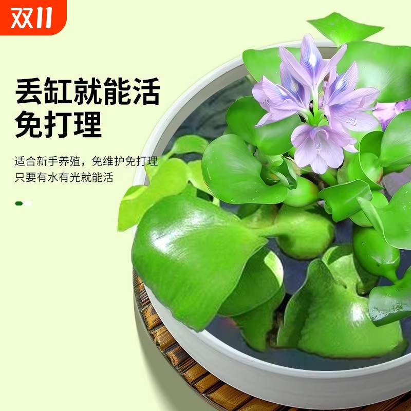 水葫芦水生植物种苗水芙蓉浮萍鱼缸乌龟虾鱼池塘净化造景水质养龟