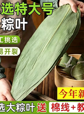 特大号干粽叶今年新叶新鲜包粽子
