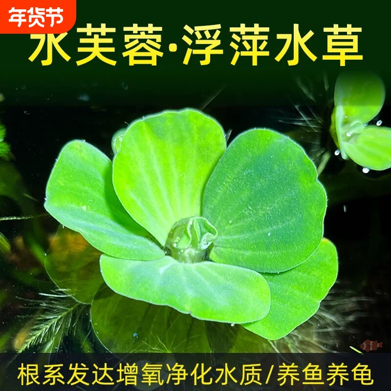 水芙蓉净化水质水培浮萍植物鱼池懒人造景龟缸真水草养龟增氧养鱼