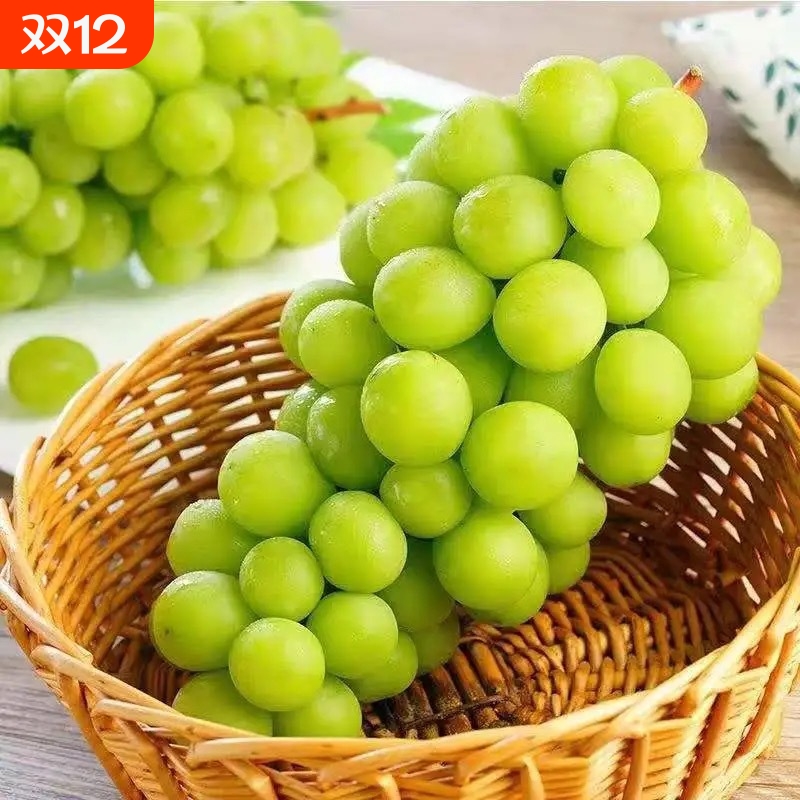 山东日照阳光玫瑰健康水果孕妇小孩都爱吃现摘现发口口满足超甜