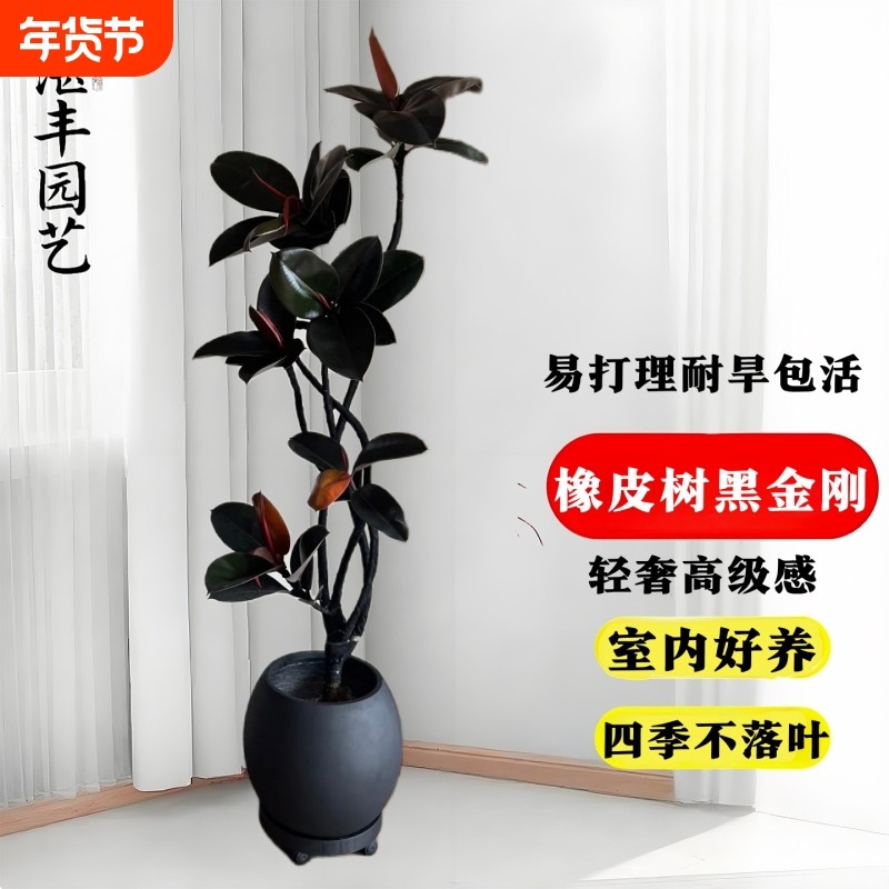 橡皮树黑金刚橡皮树客厅大盆栽高级感内落地大型真树老桩绿植四季,鲜花速递/花卉仿真/绿植园艺,大型绿植/成品组合盆栽,淘宝优惠券,粉丝福利购,淘宝优惠卷