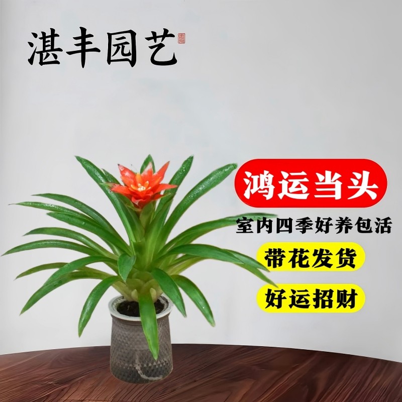 鸿运当头盆栽水培植物办公室内绿植客厅好养带花卉大盆景多肉红掌