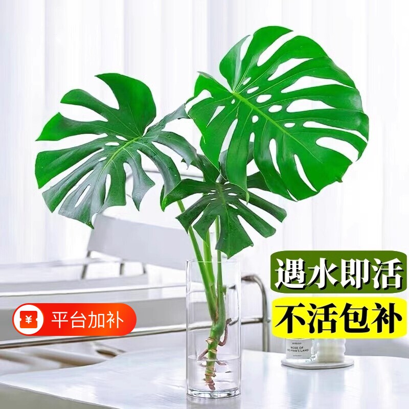 水培植物龟背竹盆栽花卉绿植室内客厅办公室四季好养桌面旺宅花卉
