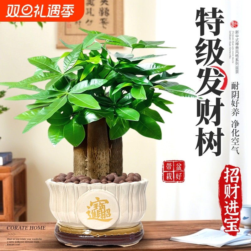 发财树盆栽室内客厅办公室桌面绿植四季常青好养净化空气盆景茶桌